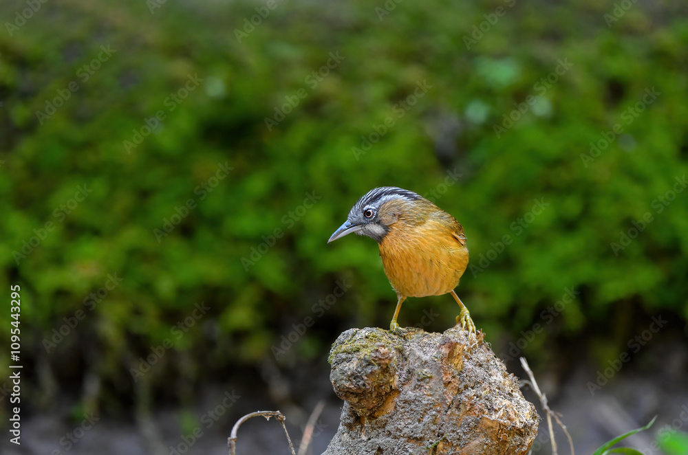 Thailand bird watching, wild life.Borneo Ardıçesmeri (Pellorneum capistratoides )