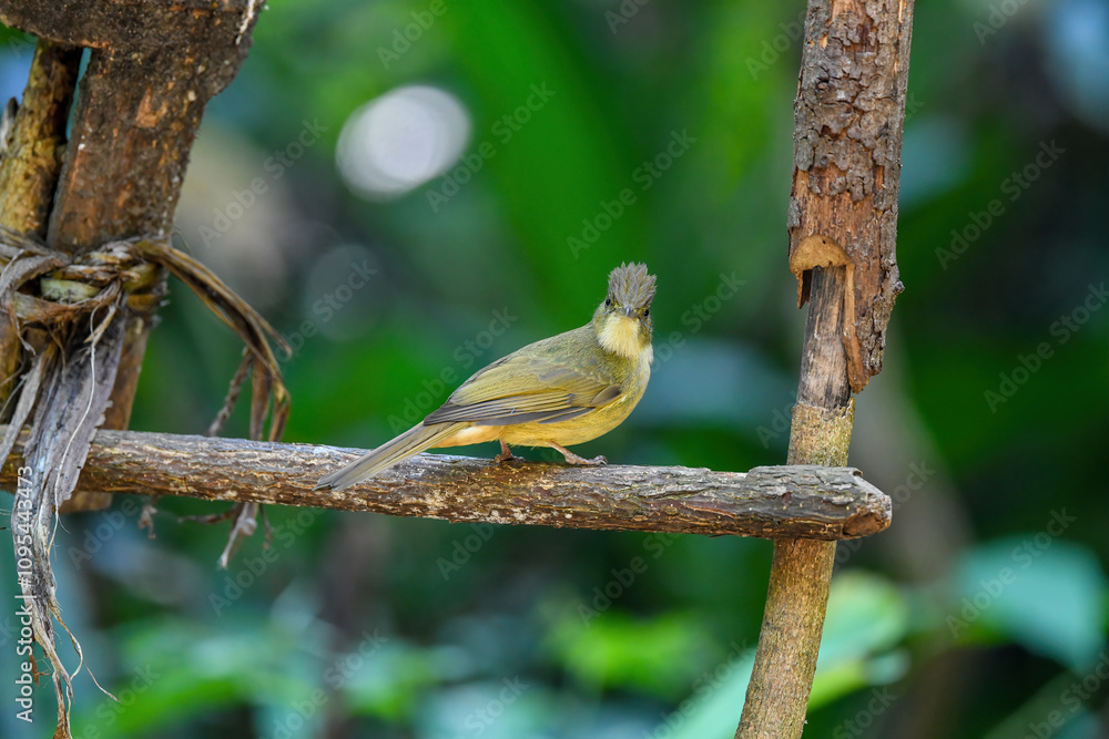 Thailand, bird and wildlife. Ochraceous bulbul on tree branch.