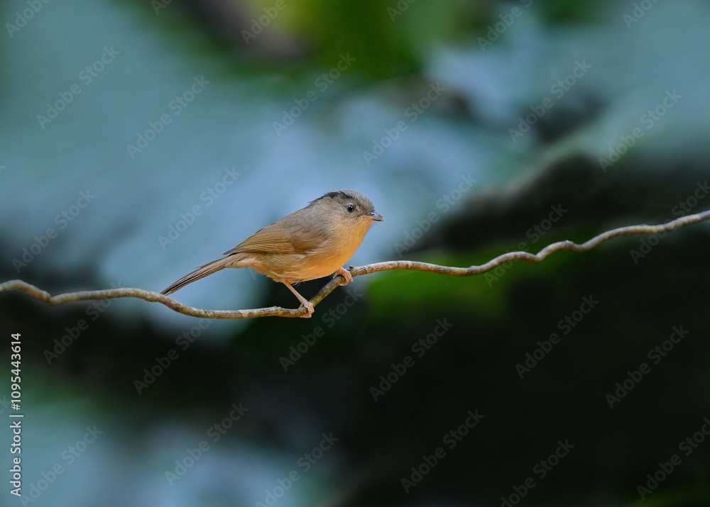 White-rumped mole in Thailand, birds and wildlife animals. Great tit bird sitting on a branch in early spring. ( Pellorneidae )