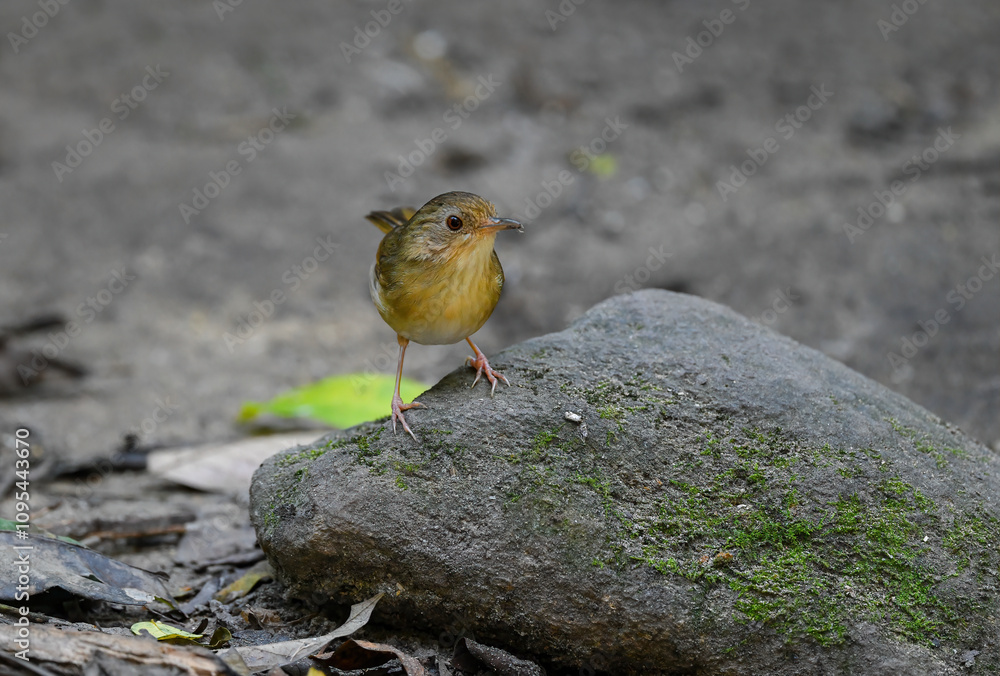 Thailand bird watching , wild wildlife .Pellorneidae