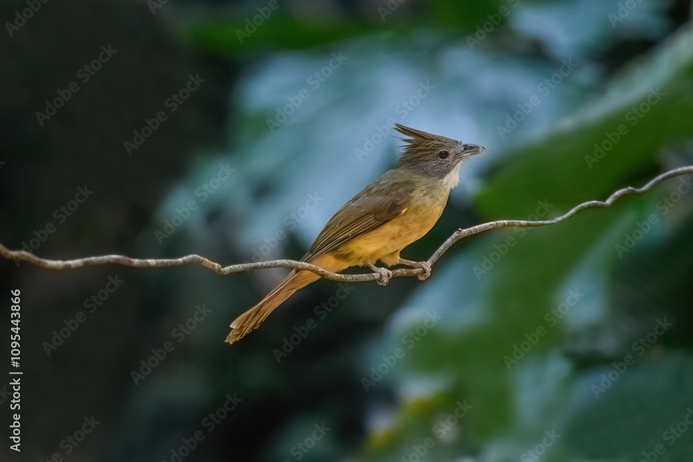 Thailand, bird and wildlife. Ochraceous bulbul on tree branch.
