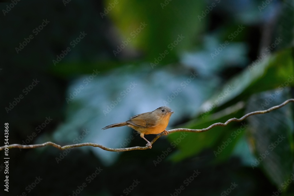 White-rumped mole in Thailand, birds and wildlife animals. Great tit bird sitting on a branch in early spring. ( Pellorneidae )