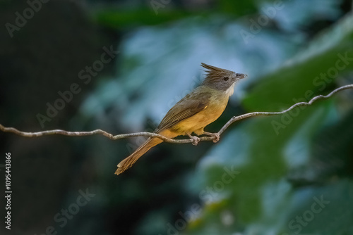 Obraz na płótnie Thailand, bird and wildlife. Ochraceous bulbul on tree branch. w salonie