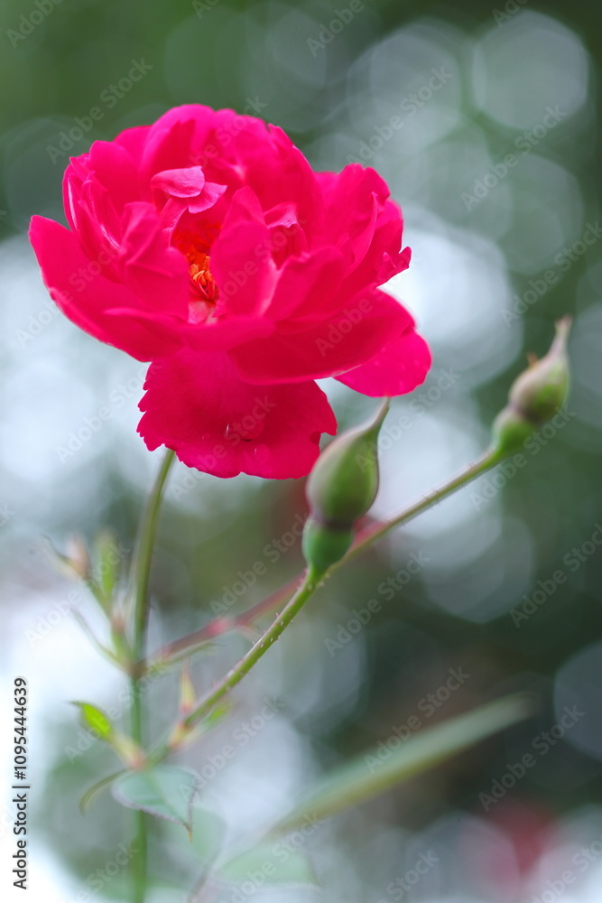 Fototapeta premium 赤いツバキの花