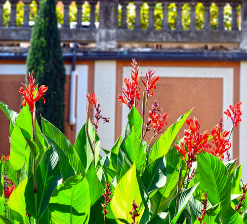 Indisches Blumenrohr (Canna indica) photo