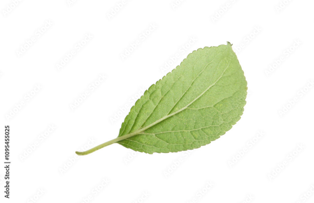 Fototapeta premium One green plum leaf isolated on white