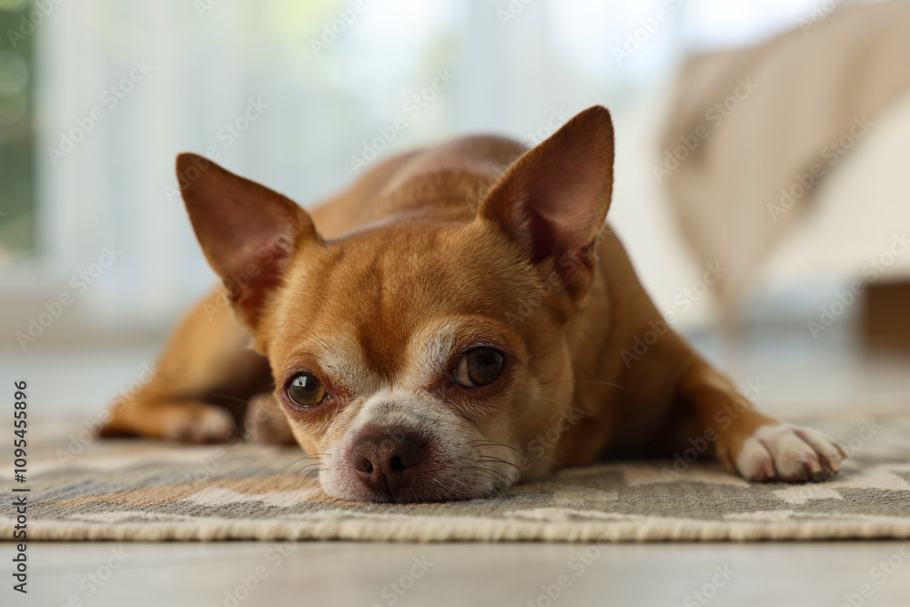 Cute Chihuahua dog on rug indoors, closeup Cute Chihuahua dog on rug indoors, closeup