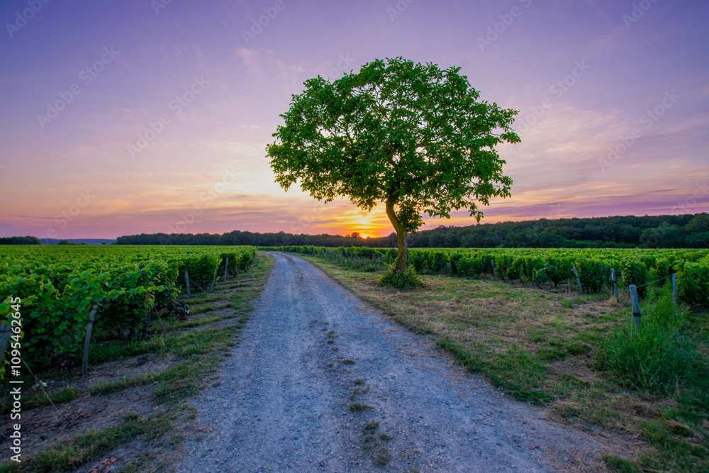 Fototapeta premium Couché de soleil dans les vignes