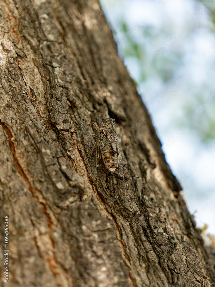 A cicada is perched on the rough texture of tree bark amid a serene forest setting. A cicada is perched on the rough texture of tree bark amid a serene forest setting.