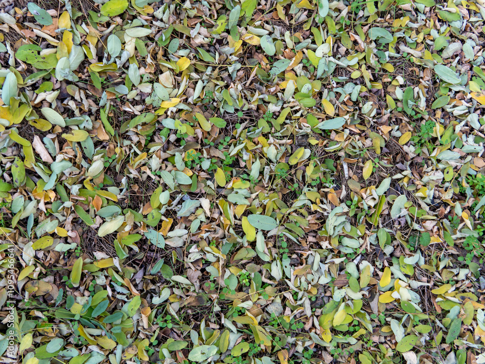 A mosaic of green, yellow, and brown leaves blankets the ground, showcasing the beauty of nature in early autumn. This scene highlights seasonal change and tranquility. A mosaic of green, yellow, and brown leaves blankets the ground, showcasing the beauty of nature in early autumn. This scene highlights seasonal change and tranquility.
