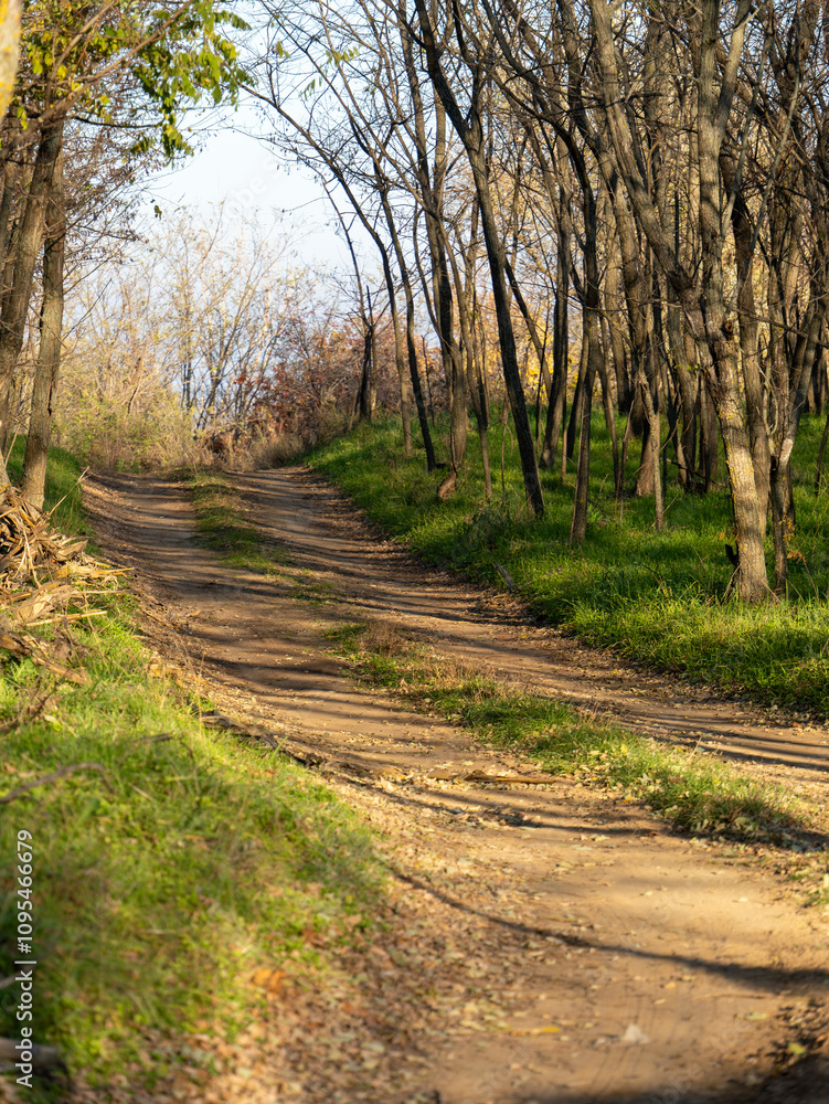 Fototapeta premium A winding dirt path meanders through a lush green area surrounded by tall trees. The sun casts a warm glow over the landscape, indicating late afternoon.