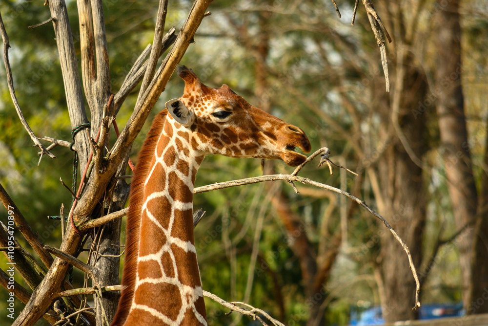 Obraz premium giraffe eating grass