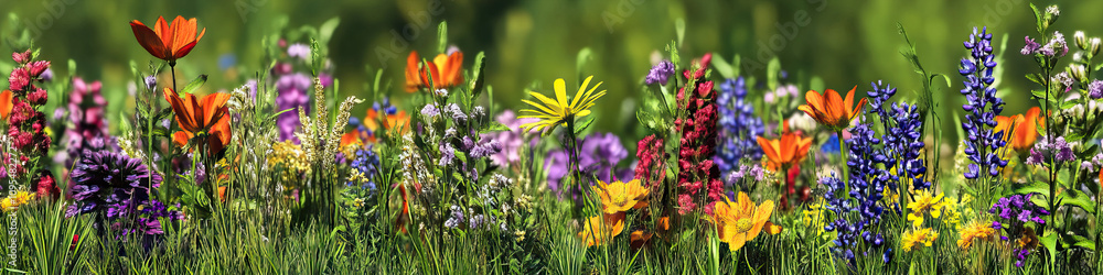 Meadow Medley: A colorful array of wildflowers growing in a lush meadow.