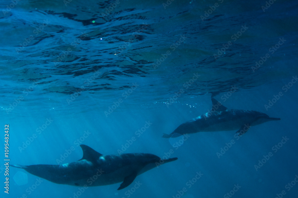 Fototapeta premium Silhouette of beautiful dolphins under the sea - profile shot