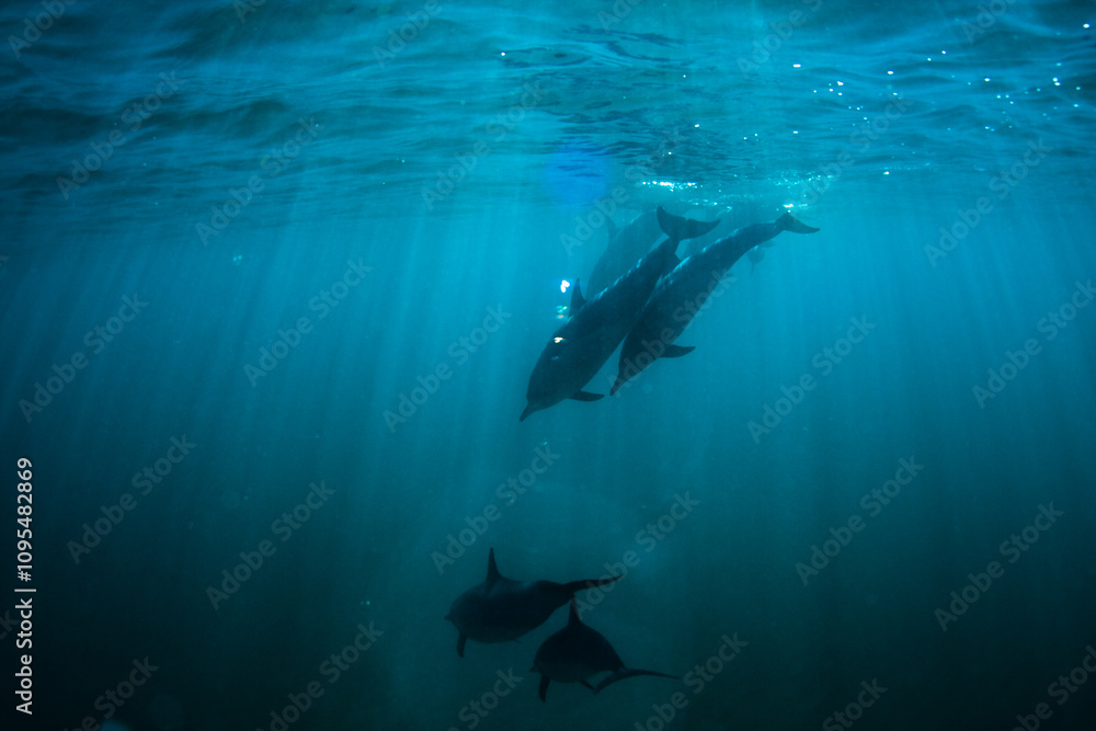 Diving dolphins in beautiful open ocean, underwater shot Diving dolphins in beautiful open ocean, underwater shot