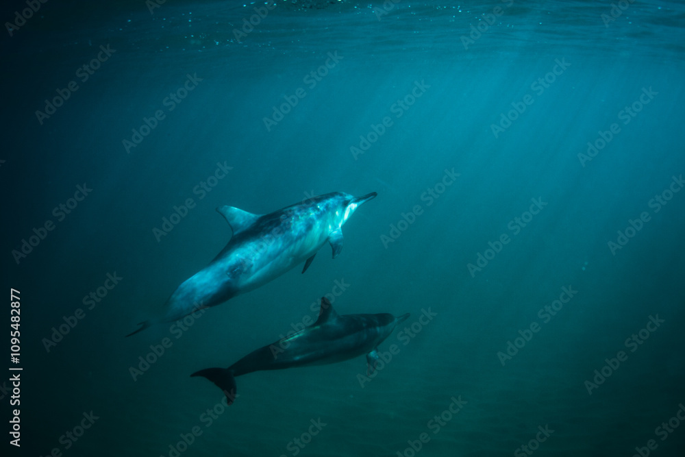 Two dolphins swimming below ocean surface with sun shining through Two dolphins swimming below ocean surface with sun shining through