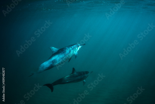 Two dolphins swimming below ocean surface with sun shining through