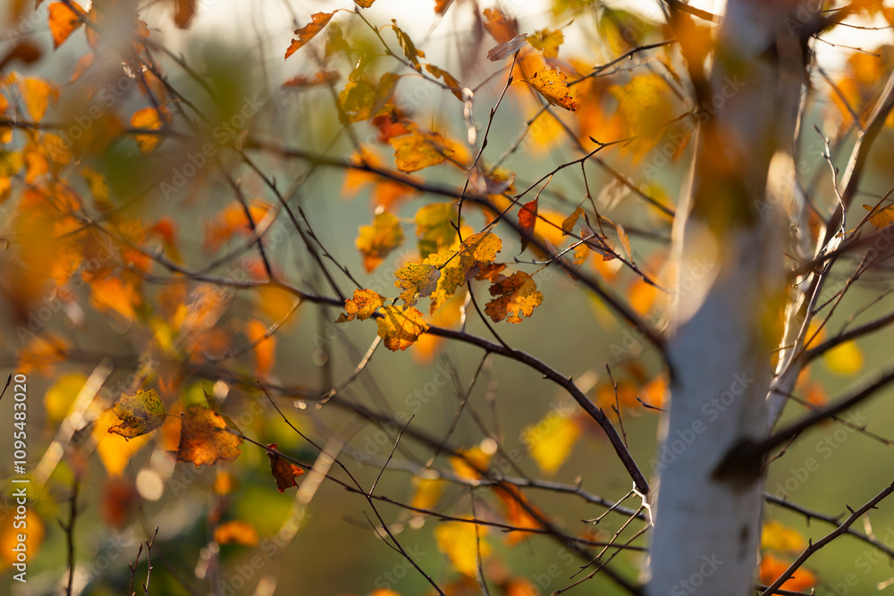 Beautiful leaves in autumn sunny day in foreground and blurry background. No people, close up, backlit photographie. Beautiful leaves in autumn sunny day in foreground and blurry background. No people, close up, backlit photographie.