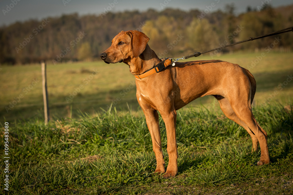 Rhodesian Ridgeback puppy, 5 month female portrait. Portrait of a purebred Rhodesian ridgeback dog in an autumn day Rhodesian Ridgeback puppy, 5 month female portrait. Portrait of a purebred Rhodesian ridgeback dog in an autumn day