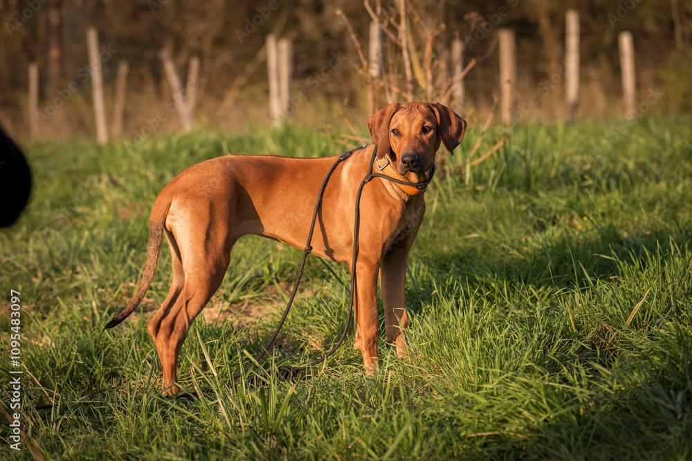 Rhodesian Ridgeback puppy, 5 month female portrait. Portrait of a purebred Rhodesian ridgeback dog in an autumn day Rhodesian Ridgeback puppy, 5 month female portrait. Portrait of a purebred Rhodesian ridgeback dog in an autumn day
