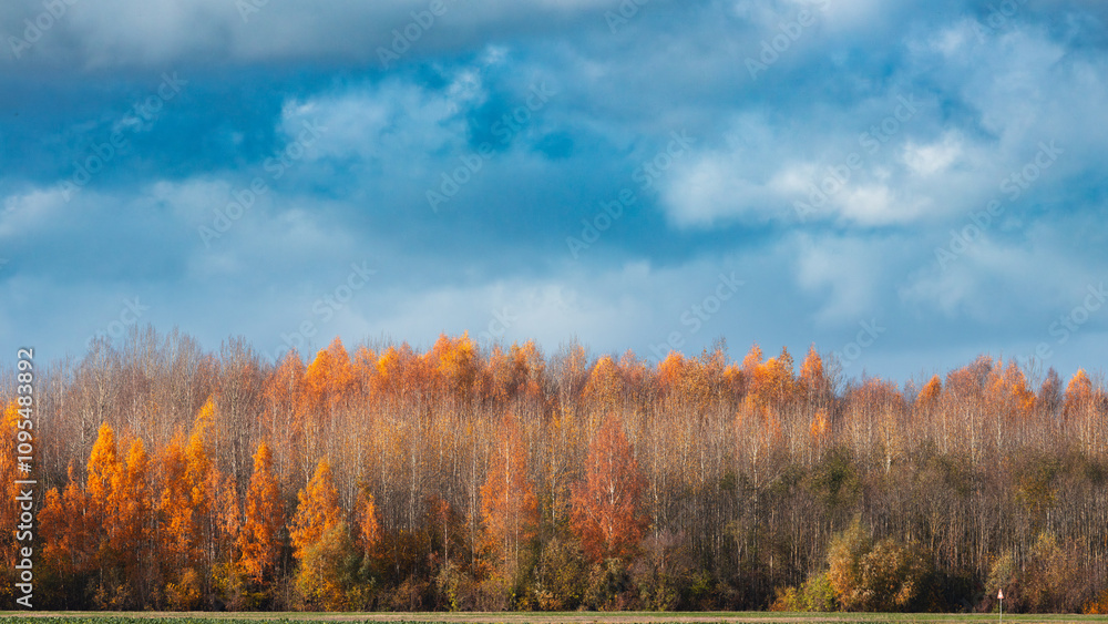 Fototapeta premium autumn landscape with trees and clouds