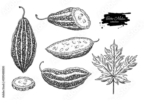 Bitter melon vector drawing set. Hand drawn bitter gourd sketch.