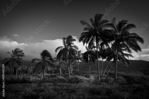 Field of beautiful palm trees in black and white