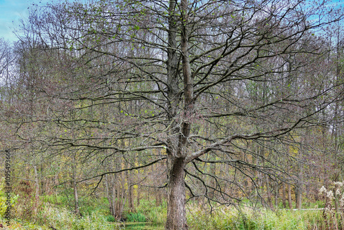 Poznań, Cybina Valley, protected nature area, the area around the river covered with lush vegetation and beautiful large trees