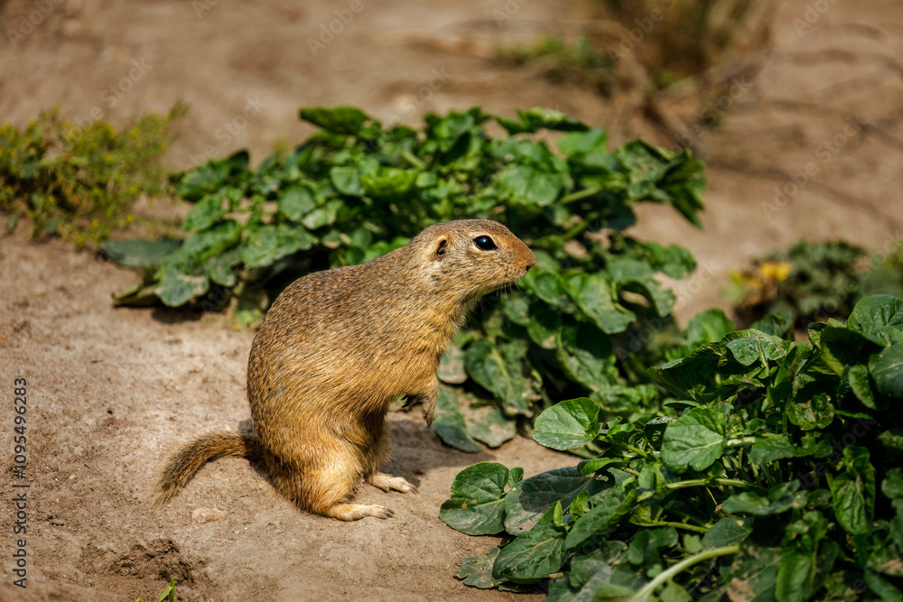 Portrait of European ground squirrel, Spermophilus citellus, sitting in front of burrow. Rodent also known as souslik. Beautiful animal living in colonies. Summer in wildlife nature. Natural habitat. Portrait of European ground squirrel, Spermophilus citellus, sitting in front of burrow. Rodent also known as souslik. Beautiful animal living in colonies. Summer in wildlife nature. Natural habitat.