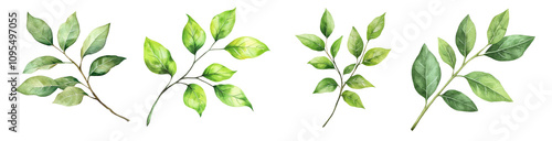 Watercolor illustration of Green leaf branch with leaves set isolated Png, transparent without background.