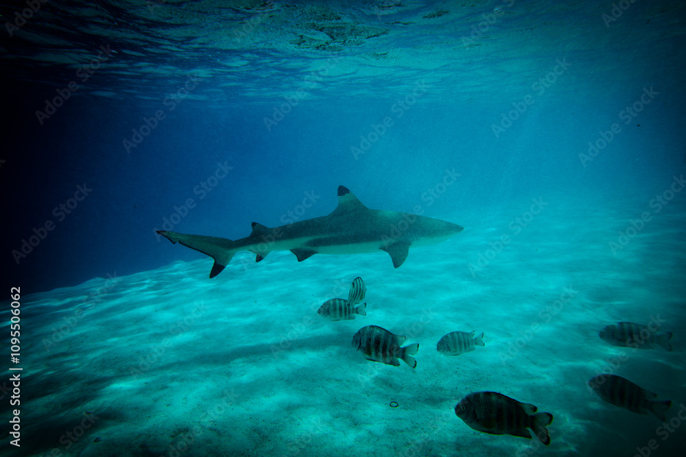 Fototapeta premium Shark swimming past fish - beautiful underwater shot