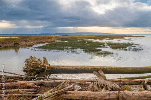 Fir Island Farm Reserve located in the Skagit Valley, Washington. This managed agricultural land (225 acres on the south side of Fir Island Road) was purchased in 1995 to create a snow goose reserve.