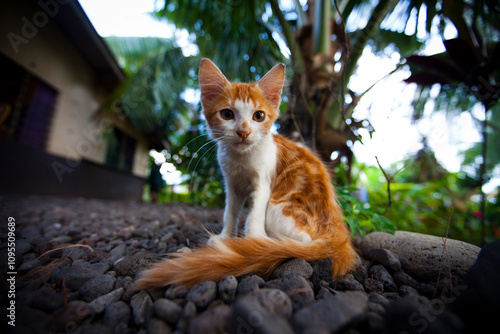 Adorable, small kitten standing in rocks near tropical home - low, close up