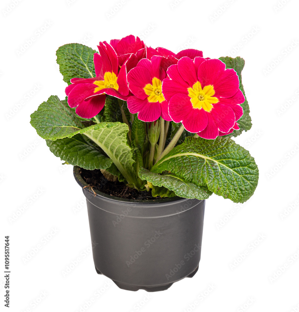 Red primrose with yellow centres Red primrose with yellow centres