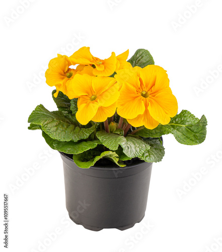 Fotografie Yellow spring primroses flower