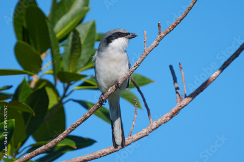 Loggerhead Shrike
