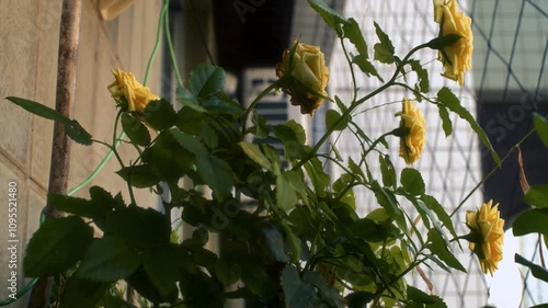 Yellow Flowers on the garden