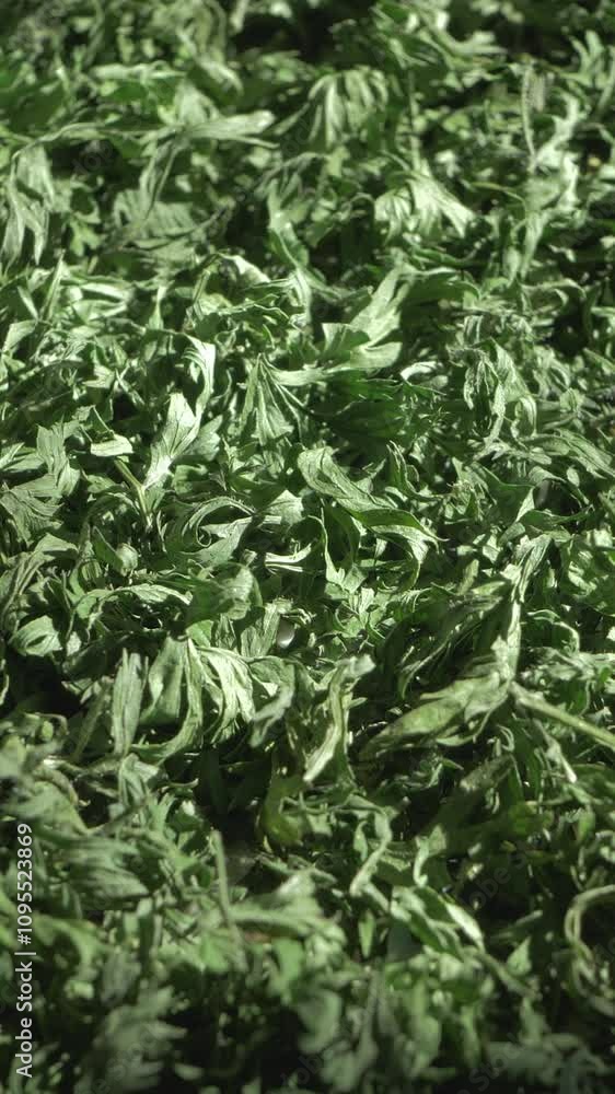 As chopped parsley dries, its future involves enhancing traditional kitchen practices, where herbs become essential parts of stews, sauces, and garnishes for hearty dishes As chopped parsley dries, its future involves enhancing traditional kitchen practices, where herbs become essential parts of stews, sauces, and garnishes for hearty dishes