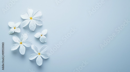 Delicate white jasmine blossoms with subtle petals arranged on soft blue background create serene and calming atmosphere