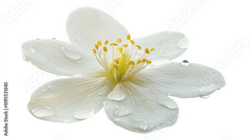 delicate white jasmine flower with yellow center and water droplets, showcasing its natural beauty and freshness. soft petals glisten, creating serene and tranquil atmosphere