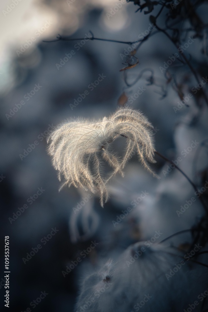 Obraz premium flower