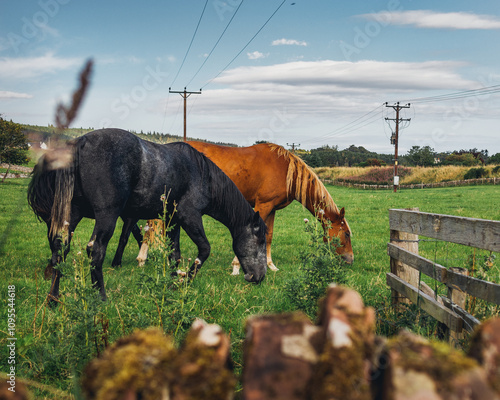 horses in a meadow photo