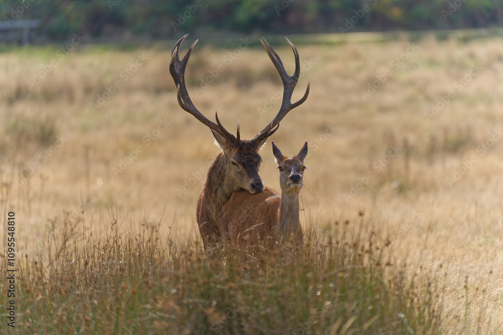Fototapeta premium Majestic Deer Mating Dance in Autumn Meadow