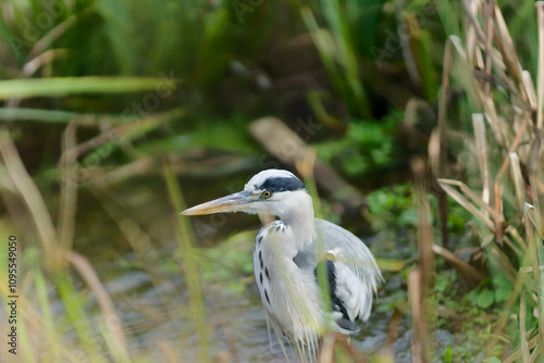 Grey Heron in a Wetland photo