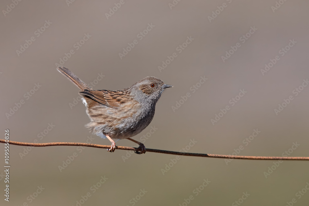 Fototapeta premium Ferreirinha-comum com o nome cientifico de (Prunella modularis). Com o seu ar pardacento, a ferreirinha-comum é uma ave discreta que frequenta matagais.