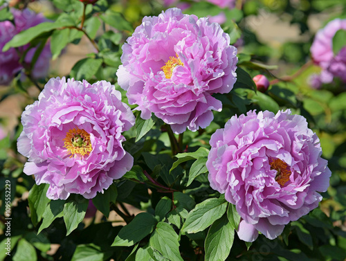 Beautiful peonies in full bloom showcase ruffled petals in pastel purple and pink hues, surrounded by lush green leaves, creating vibrant garden scene