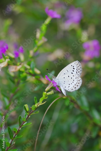 Wallpaper Mural 花の蜜を吸うヤマトシジミ Torontodigital.ca