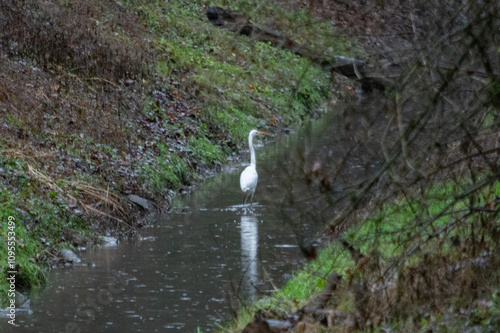 czapla biała  photo