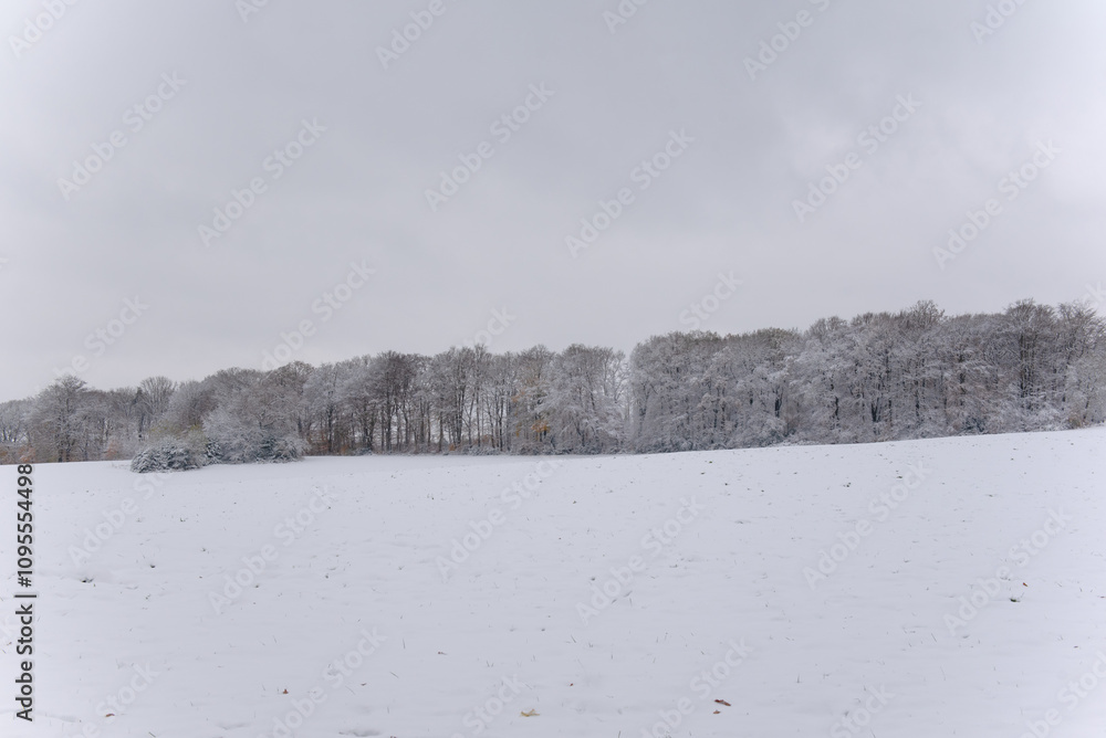 custom made wallpaper toronto digitalThe photo shows a peaceful winter scene with trees covered in white snow.