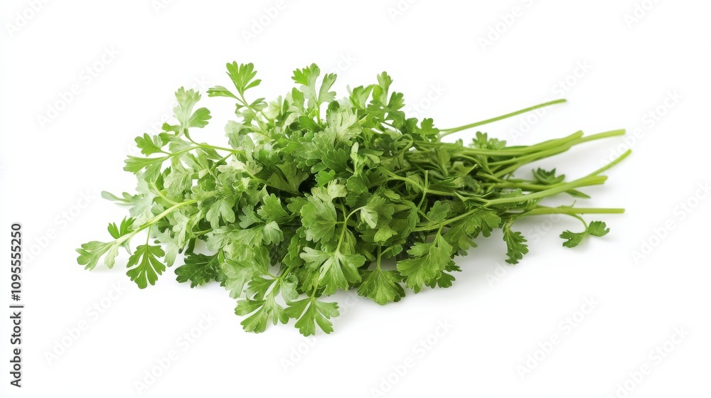 A fresh bunch of chervil with its delicate green leaves and mild anise flavor, Each leaf’s bright color and subtle imperfections captured with precision A fresh bunch of chervil with its delicate green leaves and mild anise flavor, Each leaf’s bright color and subtle imperfections captured with precision